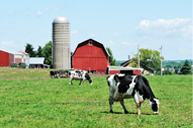 farm
